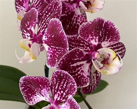 The Art of Phalaenopsis Hybrids: Exploring New Dimensions of Beauty